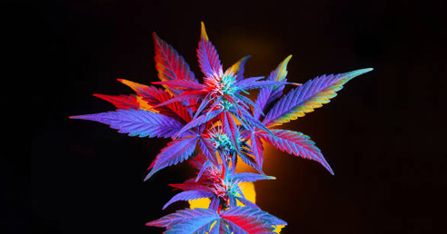 Hanfprodukte zur Entspannung